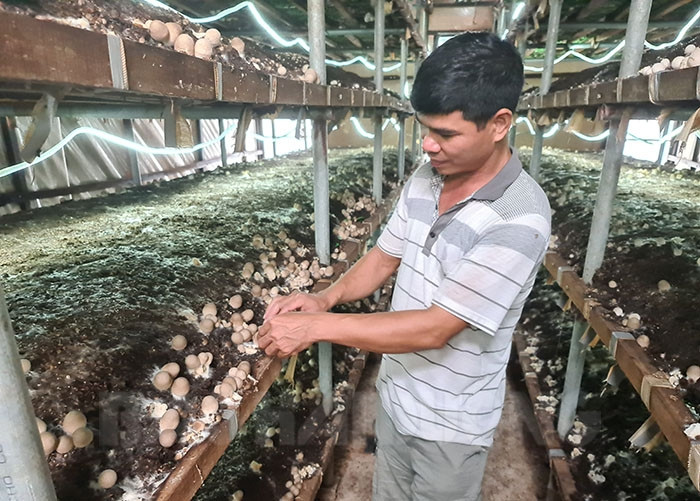 "Nhập khẩu" kinh nghiệm trồng nấm rơm